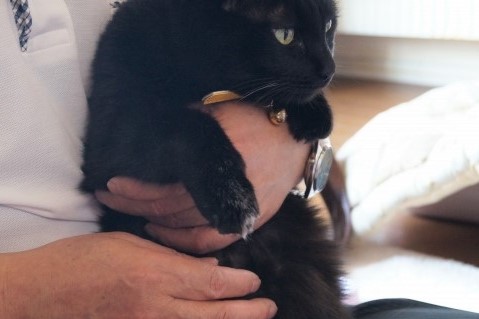 飼い主に抱っこされている黒猫