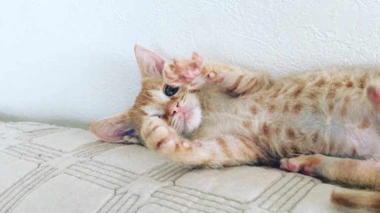 お腹を出して遊びに誘っている子猫