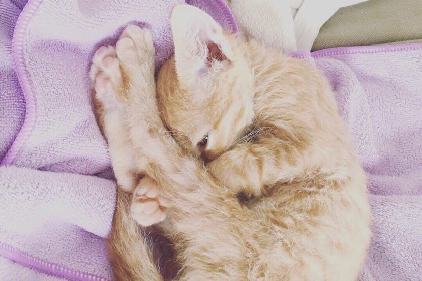 レッドタビーのラパーマ子猫が後ろ足を伸ばしながら丸くなっている姿