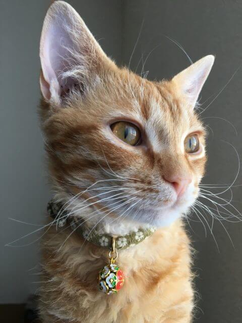 当社ねこ斎場のマスコット猫が窓の外を眺めている様子