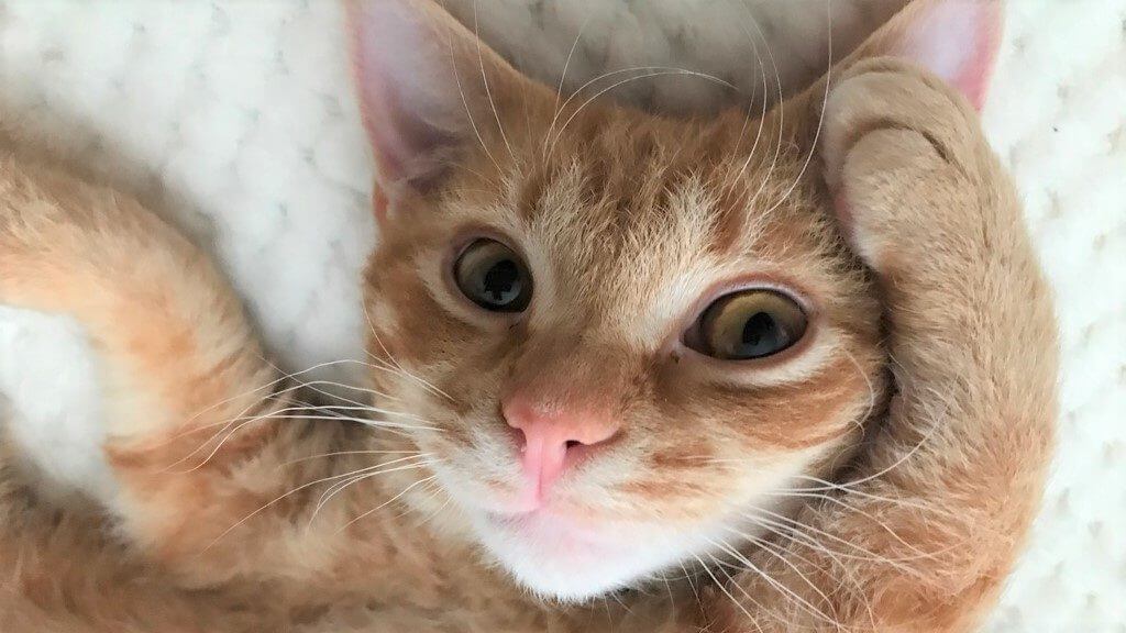ねこ斎場のマスコット猫の顔