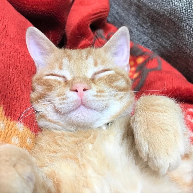 微笑んでいるように寝ている当社のマスコット猫の顔