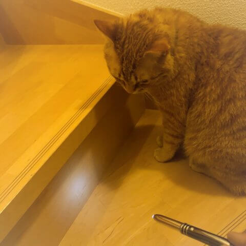 ペンのライトが壁に照らされて気になっている猫