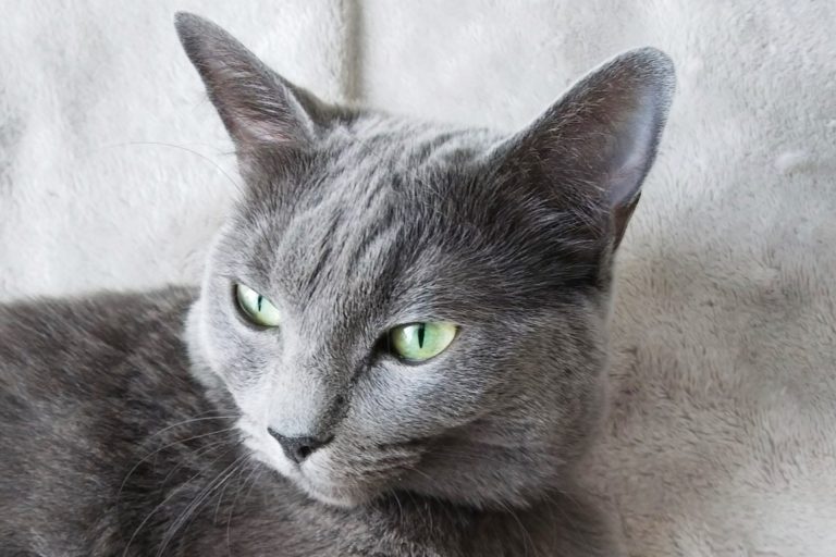 ロシアンブルーとラグドールのミックス猫むぎの画像