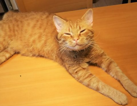 テーブルに寝そべりながら微笑んでいる当社のマスコット猫