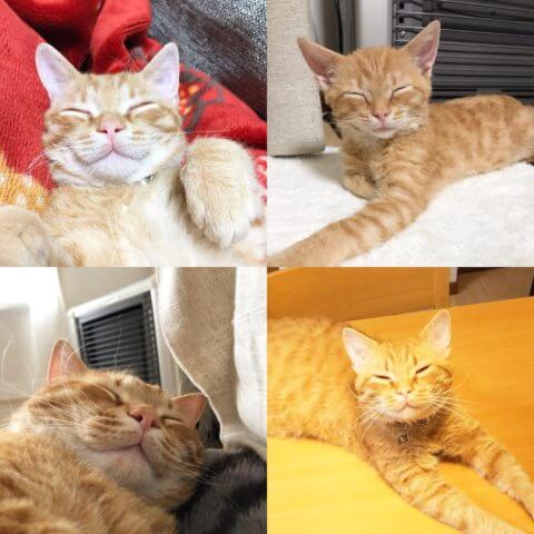 当社のマスコット猫が微笑んでいるように見える顔を4つ張り付けている画像